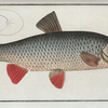Cyprinus Idus, The Idus-Carp.