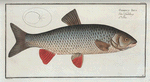 Cyprinus Idus, The Idus-Carp.