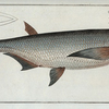 Cyprinus Cultratus, The Knife-Carp.