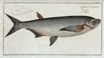 Cyprinus Cultratus, The Knife-Carp.