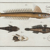 1. 4. Gobius Lanceolatus, The Lancet-Goby; 2. 3. Gobius Niger, The Black Goby.