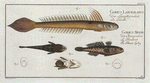 1. 4. Gobius Lanceolatus, The Lancet-Goby; 2. 3. Gobius Niger, The Black Goby.