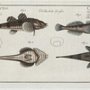 1. 2. Cottus Gobio, The River Bullhead; 3. 4.  Cottus Cataphractus, The Armed Bullhead.