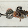 Cottus Scorpius, The Father Lascher.