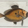 Zeus Faber, The Doree.