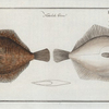 Pleuronectes Rhombus, The Pearl.