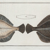 Pleuronectes Flesus, The Flounder.