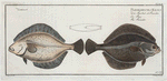 Pleuronectes Flesus, The Flounder.