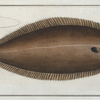 Pleuronectes Solea, The Sole.