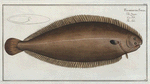 Pleuronectes Solea, The Sole.