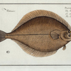 Pleuronectes Limanda, The Dab.