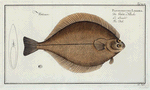 Pleuronectes Limanda, The Dab.