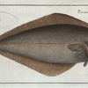Pleuronectes Hippoglossus, The Holybut.