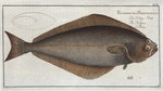 Pleuronectes Hippoglossus, The Holybut.