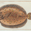 Pleuronectes Argus, The Argus-Flounder.