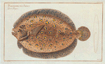 Pleuronectes Argus, The Argus-Flounder.