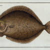 Pleuronectes maximus, The Turbot.