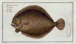Pleuronectes maximus, The Turbot.