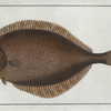 Pleuronectes Passser, The Left-Flounder.