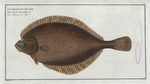 Pleuronectes Passser, The Left-Flounder.