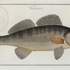 Perca Lucioperca, The Picke-Perch.