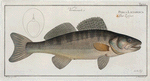 Perca Lucioperca, The Picke-Perch.