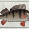 Perca Fluviatilis, The Perch.