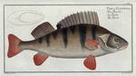 Perca Fluviatilis, The Perch.
