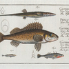 1. Gasterosteus Spinachia, The Fifteen-Spined Stickleback; 2. Perca Cernua, The Ruffe; 3. Gasterosteus Aculeatus, The Stickleback;  4. Gasterosteus Pungitius, The lesser Stickleback.