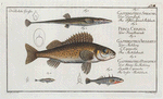 1. Gasterosteus Spinachia, The Fifteen-Spined Stickleback; 2. Perca Cernua, The Ruffe; 3. Gasterosteus Aculeatus, The Stickleback;  4. Gasterosteus Pungitius, The lesser Stickleback.