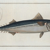 Scomber Scomber, The Mackrel.