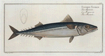 Scomber Scomber, The Mackrel.