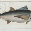 Scomber Thynnus, The Tunny.