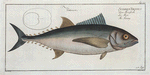 Scomber Thynnus, The Tunny.
