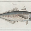 Scomber Trachurus, The Scad.