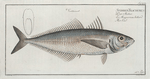 Scomber Trachurus, The Scad.