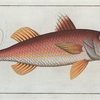 Mullus Surmuletus, The Striped Surmulet.