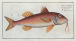 Mullus Surmuletus, The Striped Surmulet.