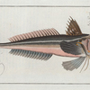 Trigla Gurnardus, The grey Gurnard.