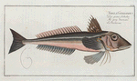 Trigla Gurnardus, The grey Gurnard.