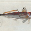 Trigla Cuculus, The Red Gurnard.