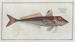 Trigla Cuculus, The Red Gurnard.