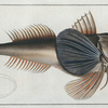 Trigla Hirundo, The Tub-Fish.