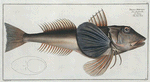 Trigla Hirundo, The Tub-Fish.