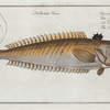 Trachinus Draco, The Common Weever.