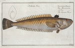Trachinus Draco, The Common Weever.