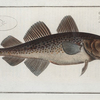 Gadus Callarias, The Dorsh.