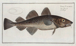 Gadus Callarias, The Dorsh.