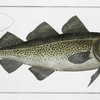 Gadus Morhua, The Cod Fish.