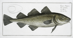 Gadus Morhua, The Cod Fish.